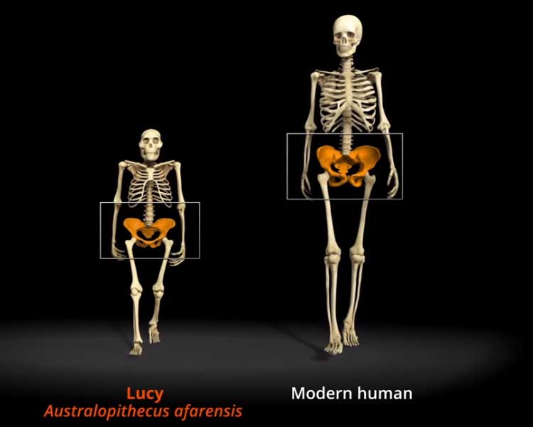 lucy-australopiteco